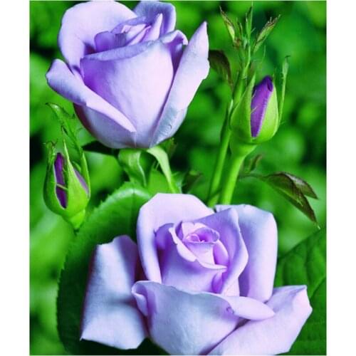 Diy 5d Full Square Diamond Diamond Painting Purple Roses Diamond Embroidery Cross Stitch Rhinestone Mosaic Decoration