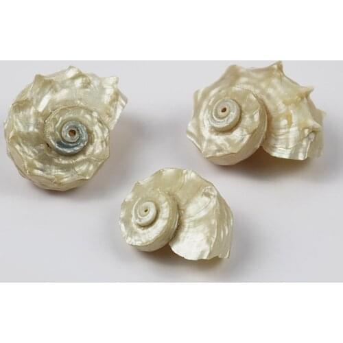 1pcs Natural Conch Shell Silver Mouth Hermit Crab Replacement Shell Fish Tank Landscape Decoration Collection Specimen 3-5cm