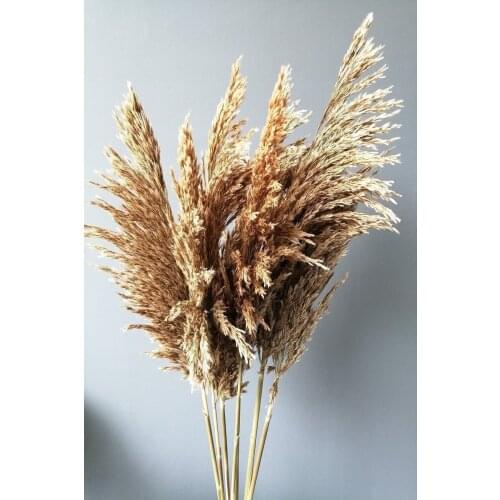 Real Dry Flower Natural Spillable Quick-frozen Pampas 7 Pcs 100 Cm Natural Decoration Special Drying Technique