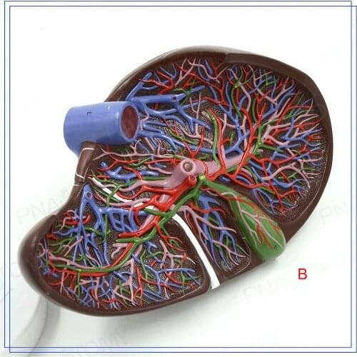 Liver Anatomical model with vessels anatomy gallbladder enlargement digestive system medical teaching digestive organs