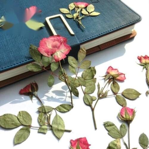 Rose Begonia Flower Stem Flower DIY Drop Glue Mobile Phone Shell Greeting Card Kindergarten Primary School Handmade