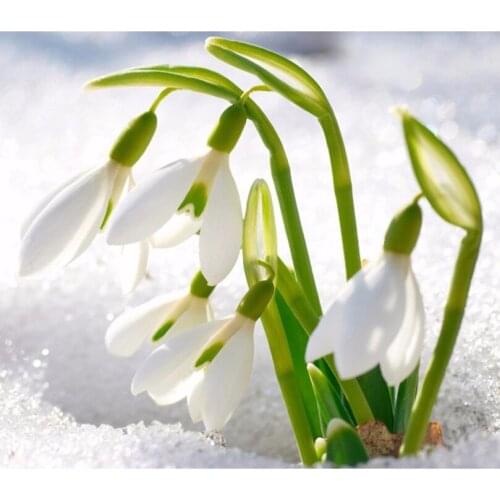 Diy diamond painting flower diamond cross stitch crystal square diamond sets unfinish decor Diamond embroidery snow tulip HL223