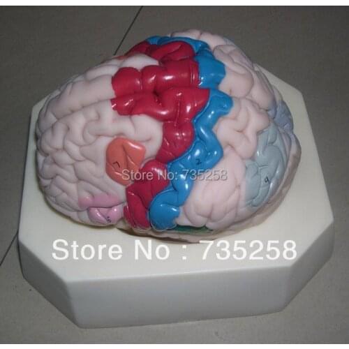 Cerebral Cortex Partition Anatomical Model,Brain Anatomical Model