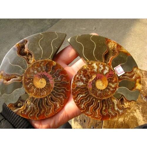 370g Best a pair of half&cut Ammonites Jurassic Fossil Madagascar