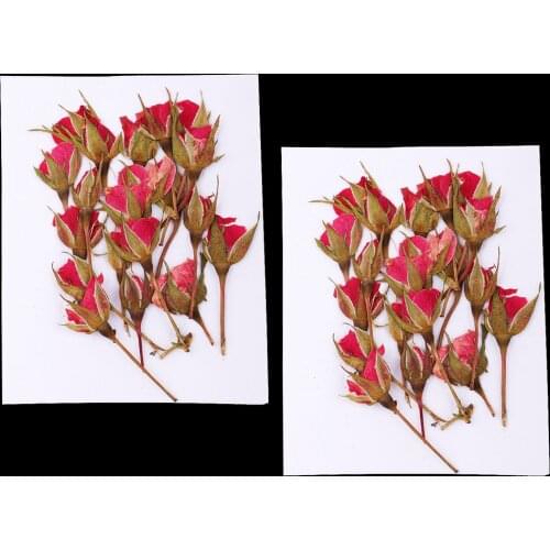 40 Pieces Real Dried Pressed Flowers Rose for for Art Craft DIY Silicone Coaster Resin Molds