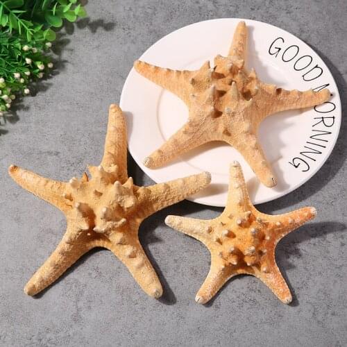 10pcs Natural sea star starfish handicraft ornaments micro landscape aquarium decorated steamed bread fingers pentagon starfish