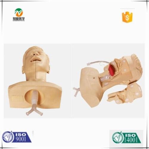 Chinon Sputum Suction Model Medical Science Education Student Teaching Tools Medical Aspiration Of Sputum Training Simulator