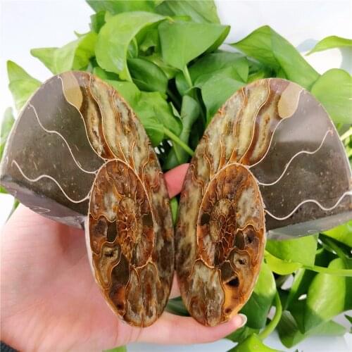 A Pair Natural Ammonite Fossil Slab Nautiloidea Seashell Conch Sea Snail Fossils Spiral Mineral Specimens For Healing Decoration
