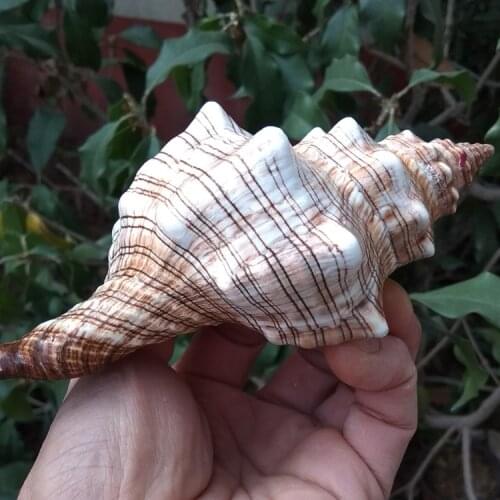 Big Conch Shell Furnishing Marine Decoration Sea Conch Natural Ornaments Shell Wedding Festival Party Decoration Great Gift