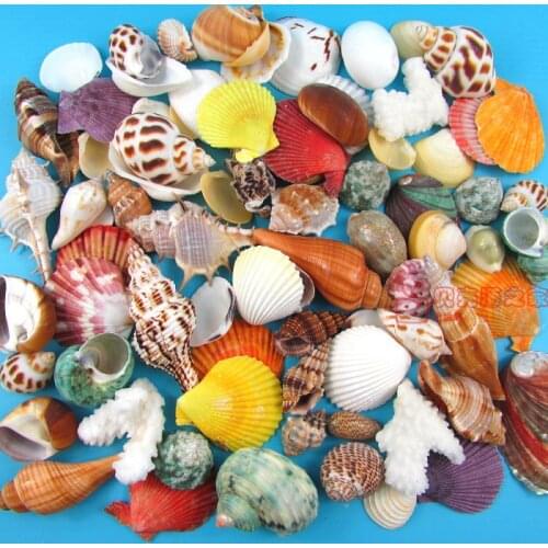 50 pcs Mixed Different Conch Sets Natural Seashell Aquarium Ornament Fish Tank Landscape Sea Snail Home Decoration Free Shipping