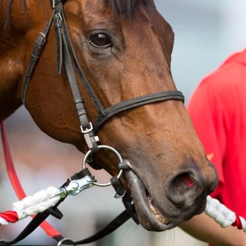 Horse Racing Mouth Bit Equipment Stainless Steel Horse Mouth Bit Horse Mouth Piece Equestrian Snaffle Copper Link Bit