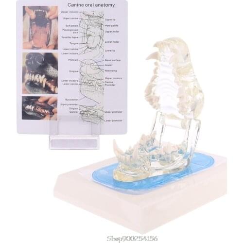 Transparent Dog Teeth Jaw Tooth Model Anatomical Teaching Demonstration Veterinary Canine O27 20 Dropship