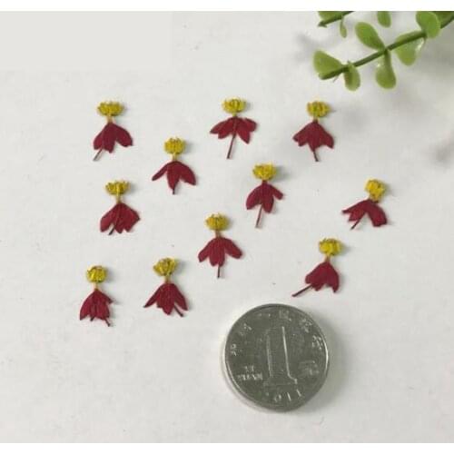 Pressed Real Dried Flower for DIY Home Making Christmas Card candle making