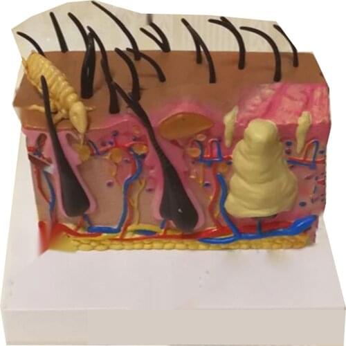 Dog skin model insect bite pathology mite flea hair subcutaneous tissue vascular nerve shaping dog knee joint