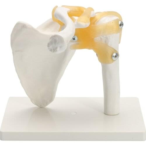 Life Size Human Anatomy Skeleton Anatomical Model Manikins Skull Odontologia Shoulder Bone Muscle Joint Anatomical Model