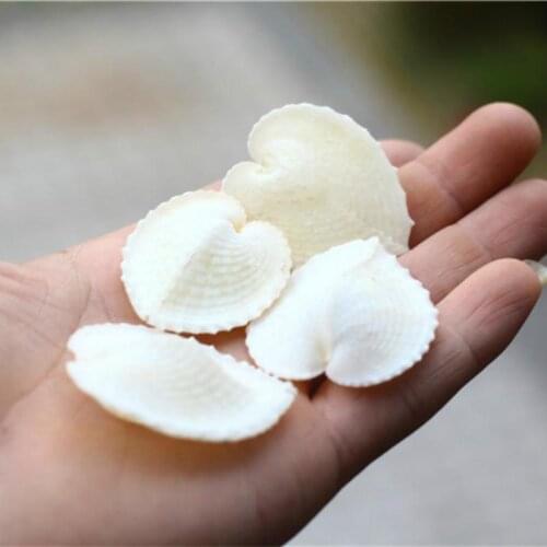 50pcs Natural Conch Shell 2-3 cmSpecimen Collection Snail Shell Seashells Sea Accessories