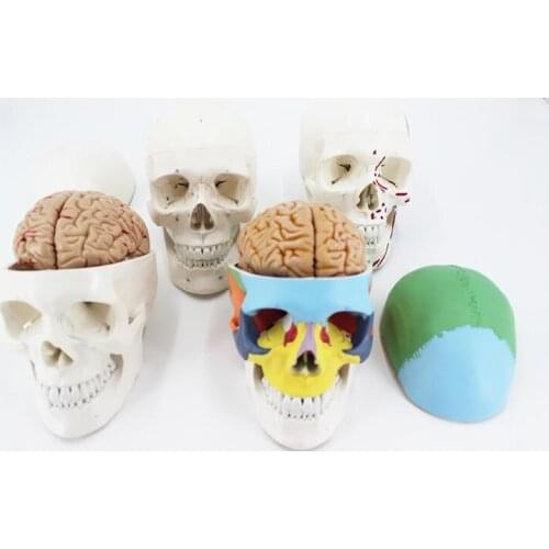 Human Colorful Muscled Skull Anatomical bone Model Skeleton Head Model with Brain and spine