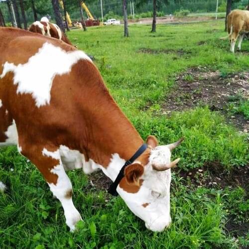 Solar panel GPS Tracker Collar Waterproof Sheep Cow Cattle Horse Animal Anti-lost Pet Animal Positioning Vital Sign Monitoring