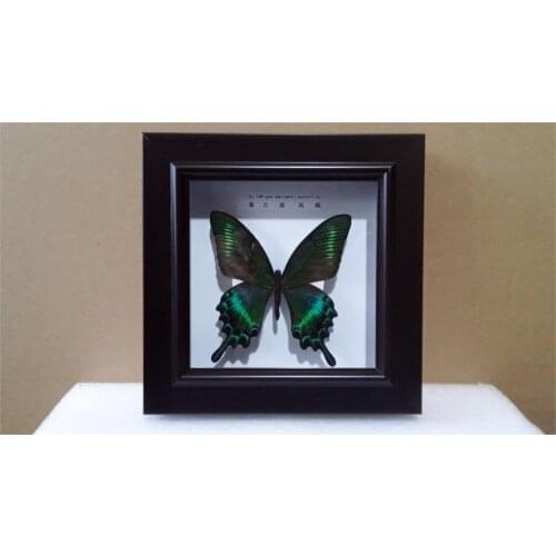Butterfly specimen education teaching model home decorations birthday gift