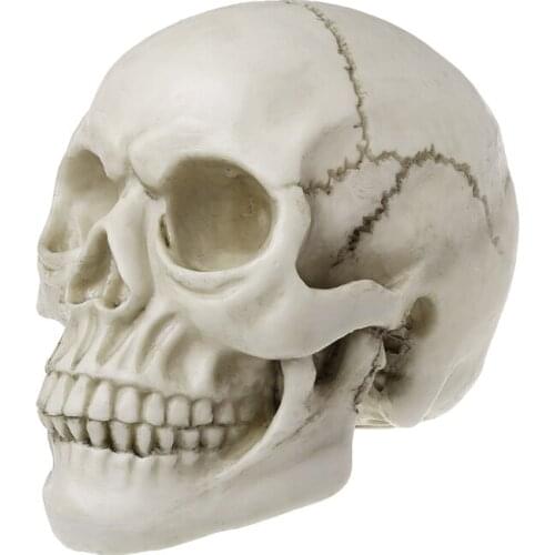 Resin Art Human Skull Replica Teaching Model Realistic 1:1 Adult Size Jy05 21 Dropshipping