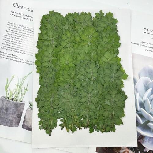 250pcs Pressed Dried Chelidonium Majus Leaf Flower Herbarium For Epoxy Resin Jewelry Making Bookmark Face Makeup Nail Art Craft