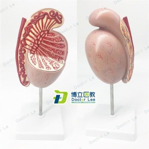 10 Times Enlarged Plastic Human Anatomy of Testis Model for Medical Teaching