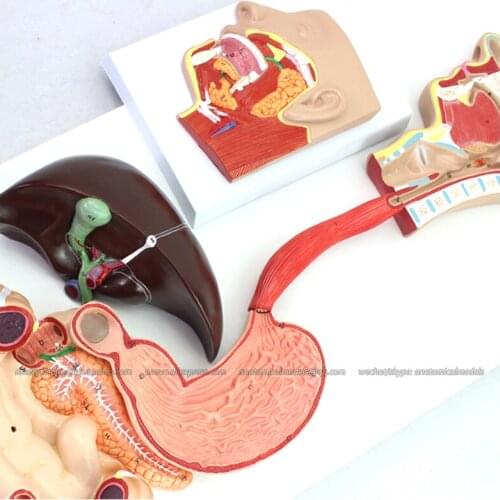 CMAM/12548 VISCERA- Digestive system-2parts, Human Digestive System Medical Teaching Anatomical Model