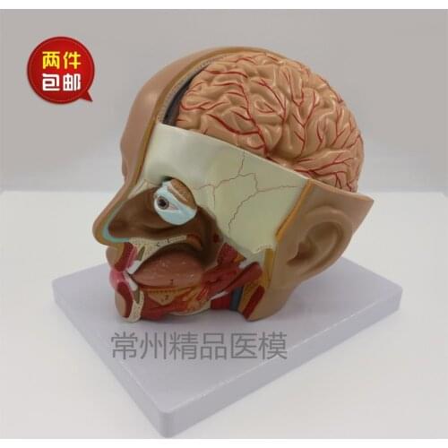Teaching model head anatomical model natural size 4 parts brain model oral nasopharyngeal head brain anatomy model