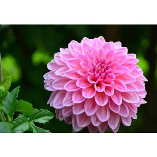 Products For Crafts Diamond Embroidery Flowers Pink Iris Painting Rhinestones Mosaic Kit Pictures Of Crystals Pattern