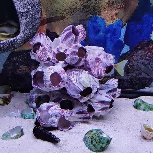 12cm conch shell fish tank aquarium Decoration sea house decoration shell cowrie sea ornament clam big sea shell