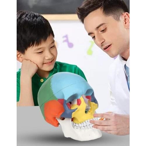 Simulation Skull Model Learn Medical Simulation Skull Skull Model Skull Model Functional Partition Color Skull Specimen