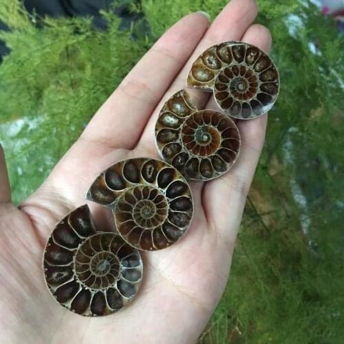 4pcs crystal slice natural fossil slice Siphonaria quartz slice Ammonite Fossils Jade Slices Ornaments