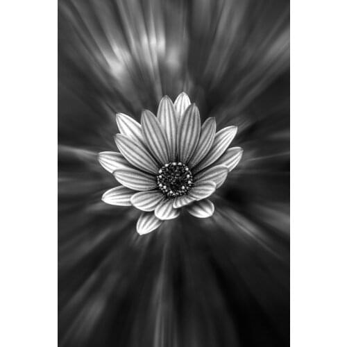 Black and White Flower Art Film Print Silk Poster Home Wall Decor 24x36inch