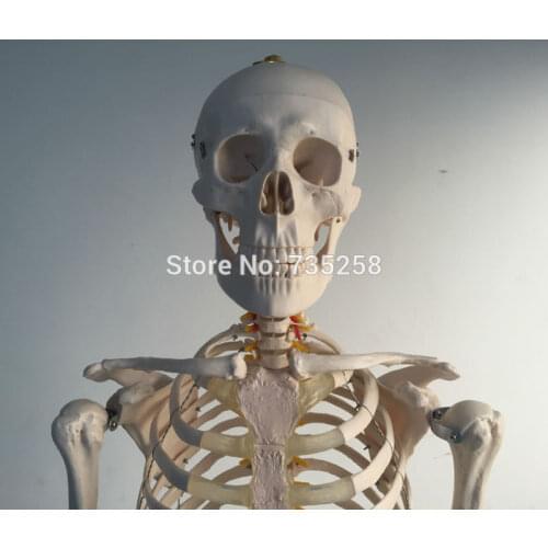 Life-Size Skeleton 180cm Tall.Human Skeleton Model, Whole Body Skeleton Model