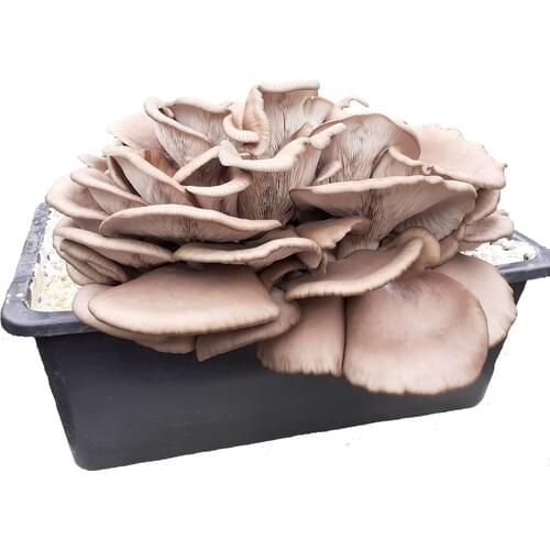 Tarımsal ve Hayvansal Ürünler Home And Garden Products