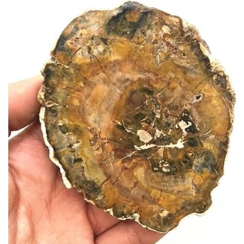 Raw natural stones and minerals crystal woodstone fossil tree for chakra fossil Madagascar crystal coaster home decoration
