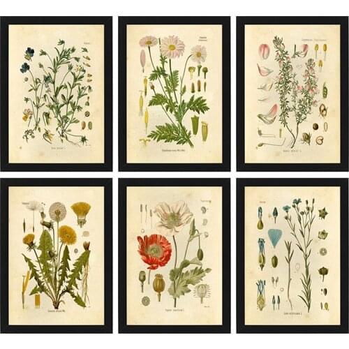Vintage Botanical Prints Wildflower Prints Posters Plant Illustrations Wall Art Prints Pictures Kraft paper