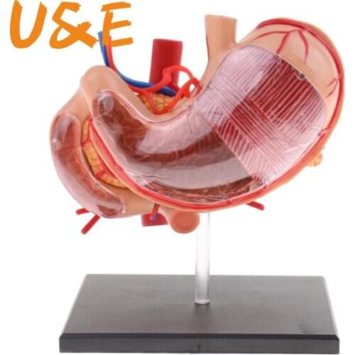 4D stomach model 2:3 Human Stomach Pancreas with Internal Organs Model Anatomy Study