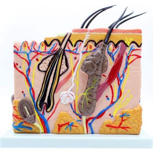 70:1 Skin Block Model,Skin Section model,Human Skin Anatomical Model