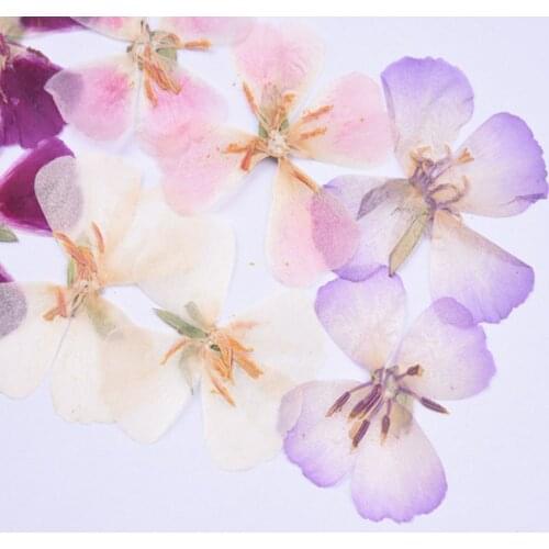 30pcs 4-5cm Pressed Dried Godetia Flowers Plants Herbarium For Jewelry Postcard Phone Case Photo Frame Bookmark Craft DIY