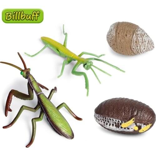 New Simulation Animal Insect Model Mini Animal Praying Mantis Growth Cycle Ornaments Kids Cognitive Educational Toy for children