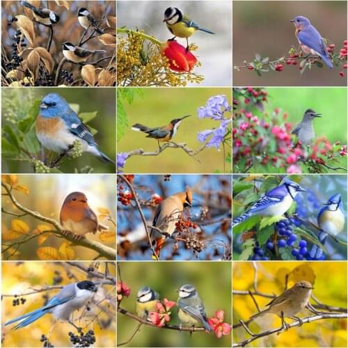 Nature Colorful Birds 5D Diy Full Square and Round Diamond Painting Embroidery Cross Stitch Kit Wall Art Pet Store Home Decor