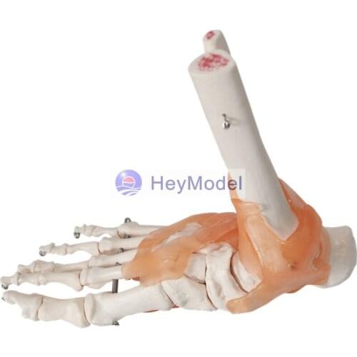 Heymodel 1:1 Life Size of Foot joint Section Model with PVC Material