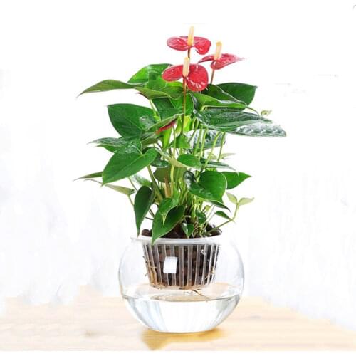 Free Shipping Diameter=15cm Big Size Flat Mouth Glass Terrarium Handmade Creative Aquarium Home Decoration Festival Friend Gift