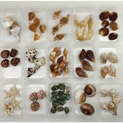 A Box of Natural Conch Seashells Starfish Childrens Toys Home Garden Decoration Photography Props Fish Tank Landscaping