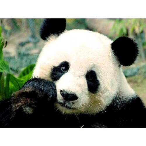 Panda Diamond Painting Jewel Cross Stitch Cute Animal Embroidery Diamond Adult Crafts Diy Paint for Home Decor