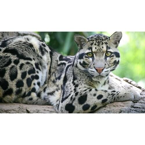 Resin Leopard Cross Stitch Picture Needlework Diamond Painting Full Square/round Drill Embroidery Sale Mosaic Handcraft