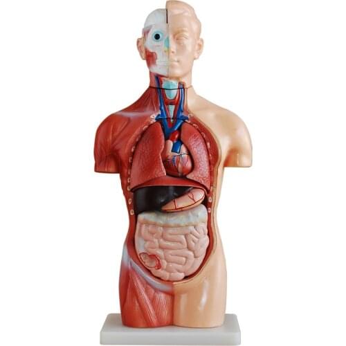 42CM human torso model 18 pieces of human medical anatomy model visceral model teachingSZ