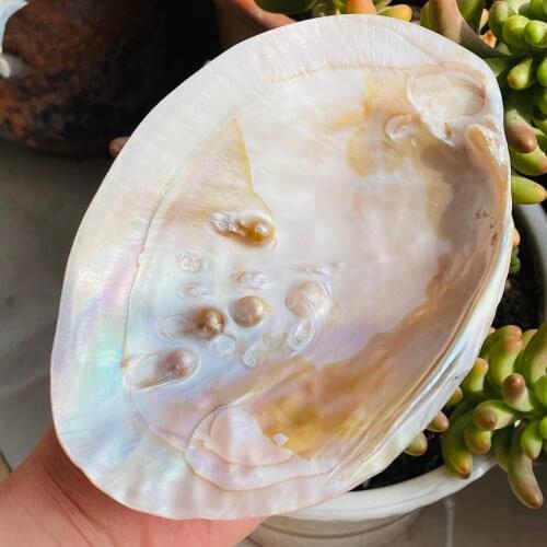 New!!!Natural Freshwater Pearl Shell Home Decor Beach For DIY Jewelry Making Crafts
