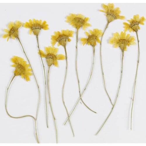 Small Yellow Chrysanthemum With Branch Flowers Embossed Plant Specimens DIY Handmade Epoxy Mobile Phone Case Material